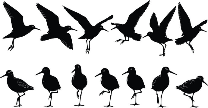 Shorebird Silhouette Collection Featuring Sandpipers and Snipes in Flying and Standing Poses for Coastal Wildlife Nature Vector Illustration and Design