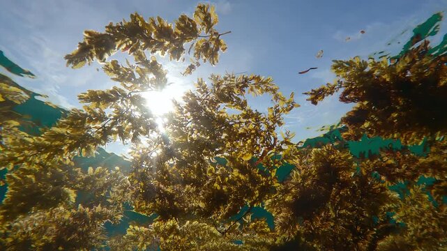 Storm-torn sargassum brown seaweed scraps drifts on water's surface, swaying in waves on sunny day against blue sky, backlit by sun lit, underwater footage, close-up