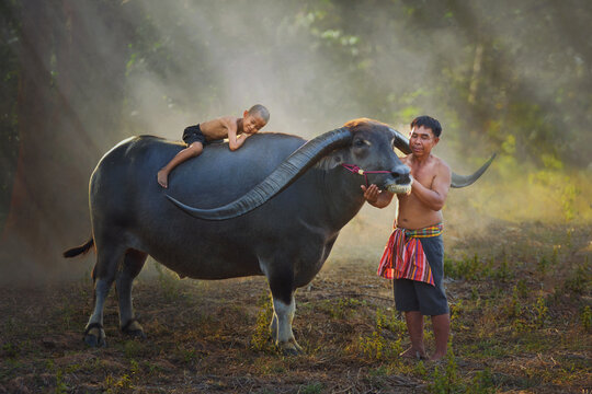 Side view of a shirtless barefoot farmer standing next to his buffalo with his son lying on its back, Thailand