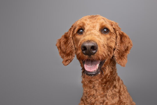 Close-up portrait of a male Irish Doodle with an open mouth sitting in front of a grey background