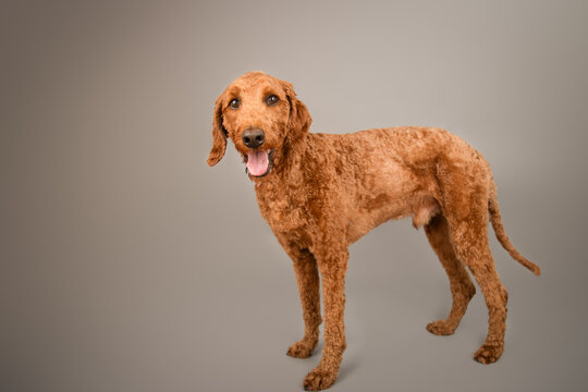 Close-up portrait of a male Irish Doodle standing in front of a grey background