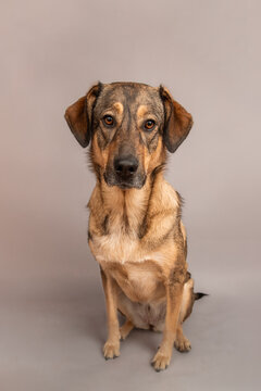 Close-up portrait of a Shepnees (Germanees) dog sitting in front of a grey background