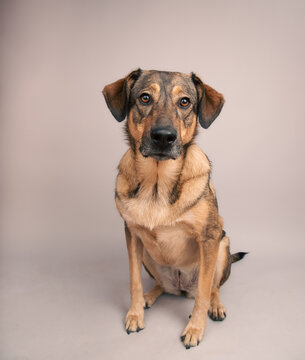 Close-up portrait of a Shepnees (Germanees) dog sitting in front of a grey background