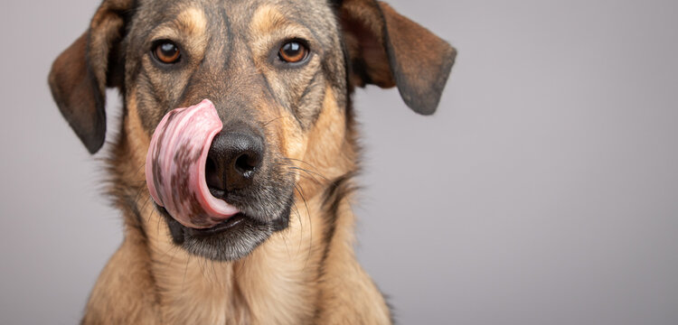 Close-up portrait of a Shepnees (Germanees) dog licking its lips