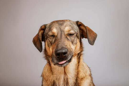 Close-up portrait of a Shepnees (Germanees) dog pulling funny faces