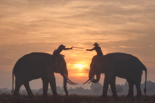 Side view of two Mahouts sitting on elephants facing each other at sunrise, Surin, Thailand
