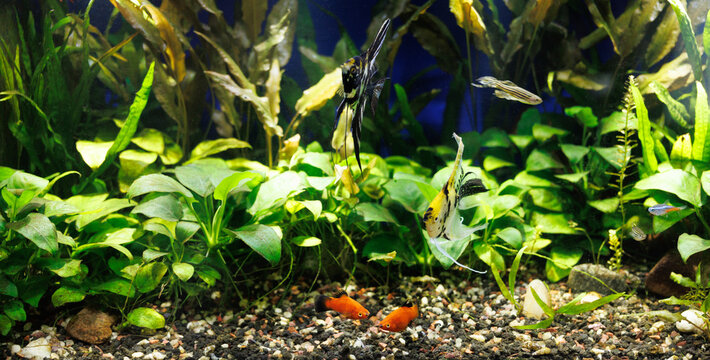 Black and white striped Angelfish (Pterophyllum scalare), red platies and danio in a freshwater planted aquarium