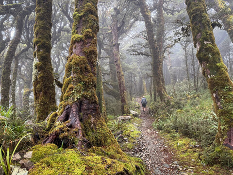 Rear view of a Man hiking across through a podocarp forest, Paparoa Track, Paparoa National Park, South Island, New Zealand