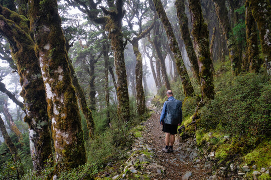 Rear view of a Man hiking across through a podocarp forest, Paparoa Track, Paparoa National Park, South Island, New Zealand