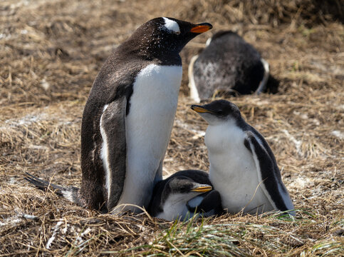 Close-up of a Gentoo Penguin (Pygoscelis papua) nesting with her pups on a beach, Falkland Islands (Islas Malvinas)