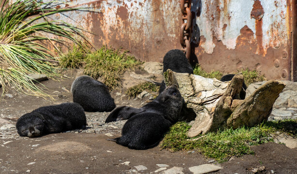 Antarctic fur seal pups (Arctocephalus gazella) sleeping by a rusting ship, Grytviken, South Georgia