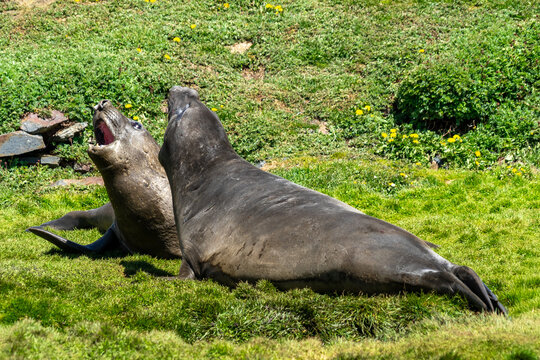 Close-up side view of two Southern elephant seals (Mirounga leonina) play fighting on the seashore, Grytviken, South Georgia