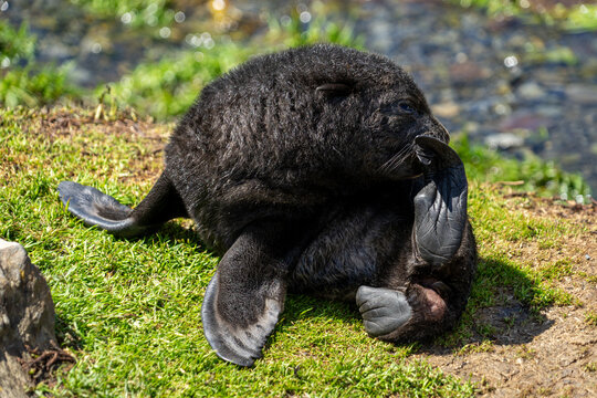 Close-up of an Antarctic fur seal pup (Arctocephalus gazella) on the seashore, Grytviken, South Georgia