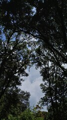 Obraz premium trees in the forest