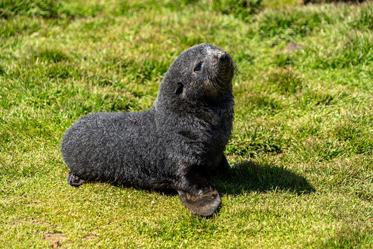 Close-up side view of a furry Antarctic fur seal pup (Arctocephalus gazella) on the shores of Grytviken, South Georgia