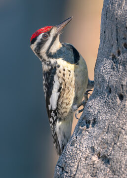 Close-up side view of a wild female yellow-bellied sapsucker (Sphyrapicus varius) clinging to a palm tree trunk, Florida, USA