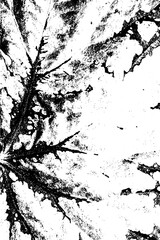 High contrast black and white close-up of a leaf surface, highlighting detailed vein structures and organic texture. Perfect for abstract design, backgrounds, and natural botanical art projects.