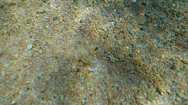 Bizarre-looking Pegasus fish, Little Dragonfish, or Seamoth (Eurypegasus draconis) with its fins outstretched, strides along seabed covered with coarse sand on sunny day with sun glare on seafloor