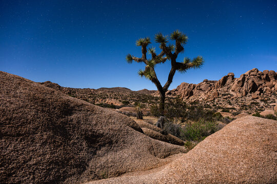 Milky way over a Lone Joshua tree amongst granite boulders, Joshua Tree National Park, California, USA