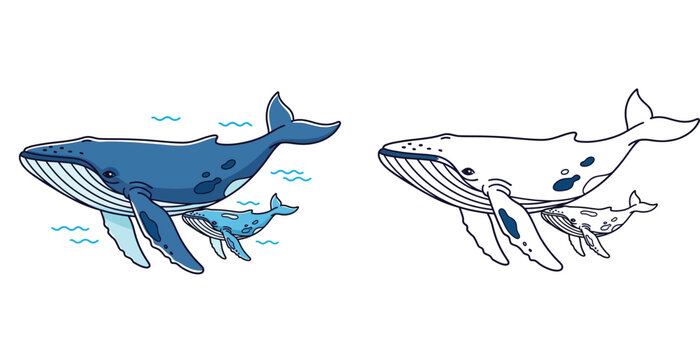 Humpback whale mother and baby calf swimming together vector illustration set containing colored blue cartoon version and black and white outline style suitable for coloring book page