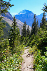 Fototapeta premium Mount Lefroy seen from the trail of the Plain of the Six Glaciers above Lake Louise near Banff in the Canadian Rockies of Alberta