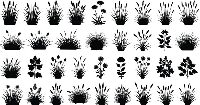Big set of black grass silhouettes isolated on white background, collection of wild meadow plants, reeds, and weeds for nature design.