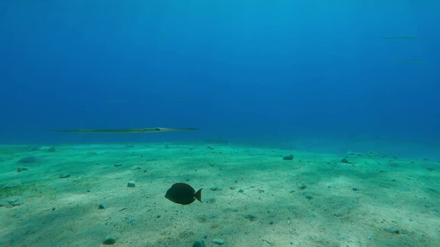 Group of Flutemouth fish swim over sandy seabed of blue water on bright, sunny day. School of Bluespotted Cornetfish or Smooth Flutemouth (Fistularia commersonii)