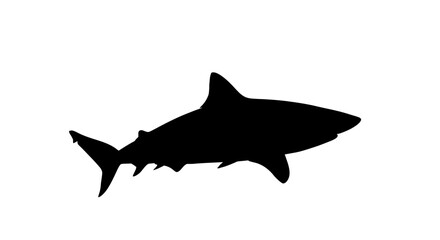 Obraz premium Silhouette of a Great White Shark swimming in the ocean.