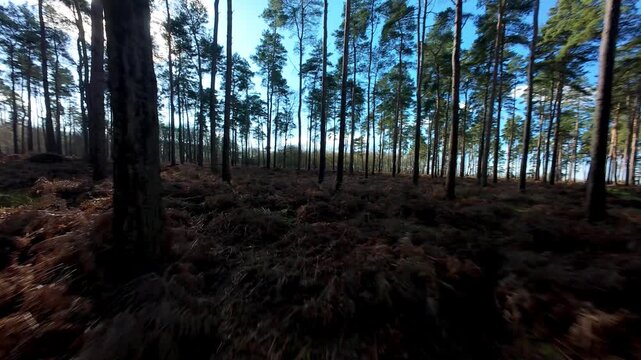 Cinematic FPV drone flying low through Woburn Forest UK skimming over bracken and the forest floor on a bright sunny day in Bedfordshire.