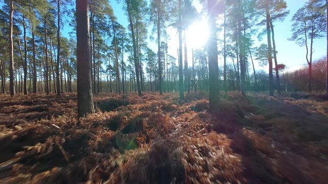 Cinematic FPV drone flying low through Woburn Forest UK skimming over bracken and the forest floor on a bright sunny day in Bedfordshire.