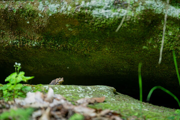 Obraz premium An American toad peeks cautiously from the safety of a narrow crevice between two mossy rocks in a forest habitat
