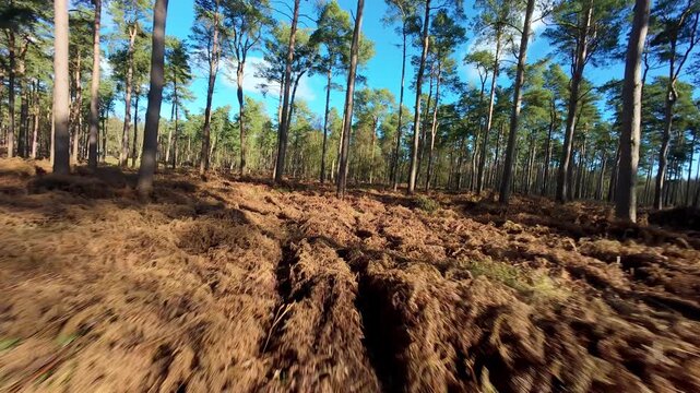 Cinematic FPV drone flying low through Woburn Forest UK skimming over bracken and the forest floor on a bright sunny day in Bedfordshire.