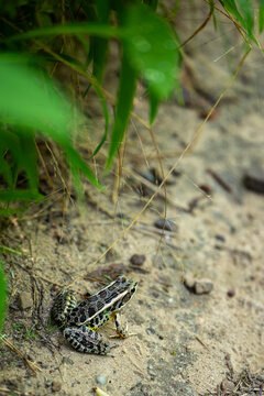 A pickerel frog sits on sandy soil at the edge of a lush green forest