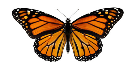 Obraz premium Vibrant Orange Monarch Butterfly with Black and White Details on Wings Spread Wide Against Solid Black Background