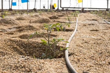Pl&aacute;ntulas de tomate en invernadero con sistema de riego por goteo y trampas de colores adhesivas.
