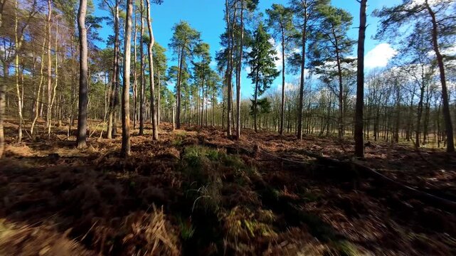 Cinematic woodland FPV flow through Woburn Forest England flying low over the bracken floor for an immersive nature and wildlife perspective.