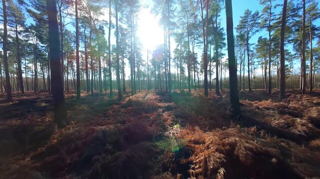 Cinematic woodland FPV flow through Woburn Forest England flying low over the bracken floor for an immersive nature and wildlife perspective.