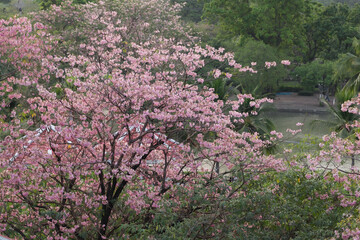 Pink trumpet tree (Handroanthus impetiginosus) in full bloom with vibrant pink blossoms at Chatuchak Park, Bangkok, Thailand, ideal for travel, nature, seasonal, and urban landscape themes.