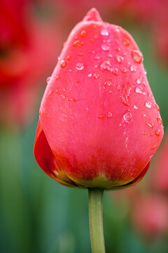 Close-up of a red tulip blossom moistened with water droplets