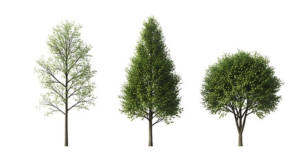 Obraz premium Three different types of evergreen trees on black background for landscaping and decoration