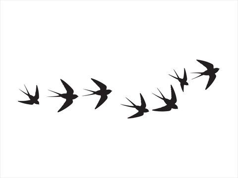 A flock of flying birds vector, Pigeons Flying Silhouettes, swallow Flying Silhouettes vector Illustration
