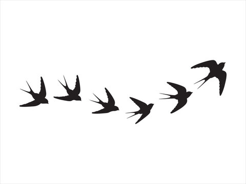 A flock of flying birds vector, Pigeons Flying Silhouettes, swallow Flying Silhouettes vector Illustration