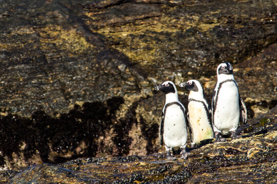 Three African Penguins, Spheniscus demersus, standing on the baren rocky shores of Halifax Island