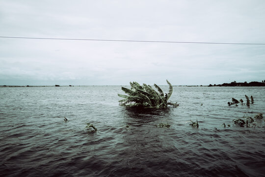 Manhica, Mozambique - 20 January 2026: View of a resilient clump of water plants, bravely battling the vast, grey expanse of water under a brooding sky.