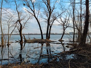 Spring flood. Trees on the lake shore. Water has overflowed its banks