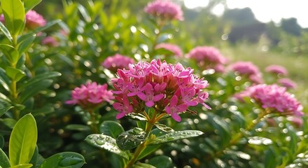 Fototapeta premium Vibrant Pink Flowers in Lush Green Garden