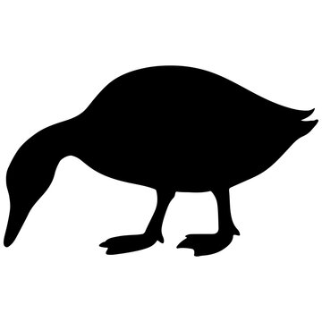 Silhouette of a duck with head down foraging on a white background