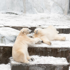 Funny polar bear. Polar bear sitting in a funny pose. white bear