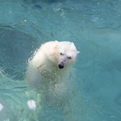 Funny polar bear. Polar bear sitting in a funny pose. white bear