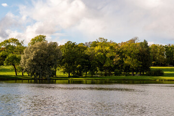 Forest landscape. Tall trees and a lawn on a sunny day.